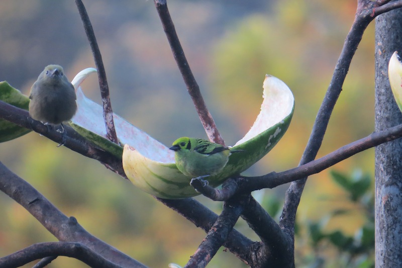 Foto Tangara Orejinegra