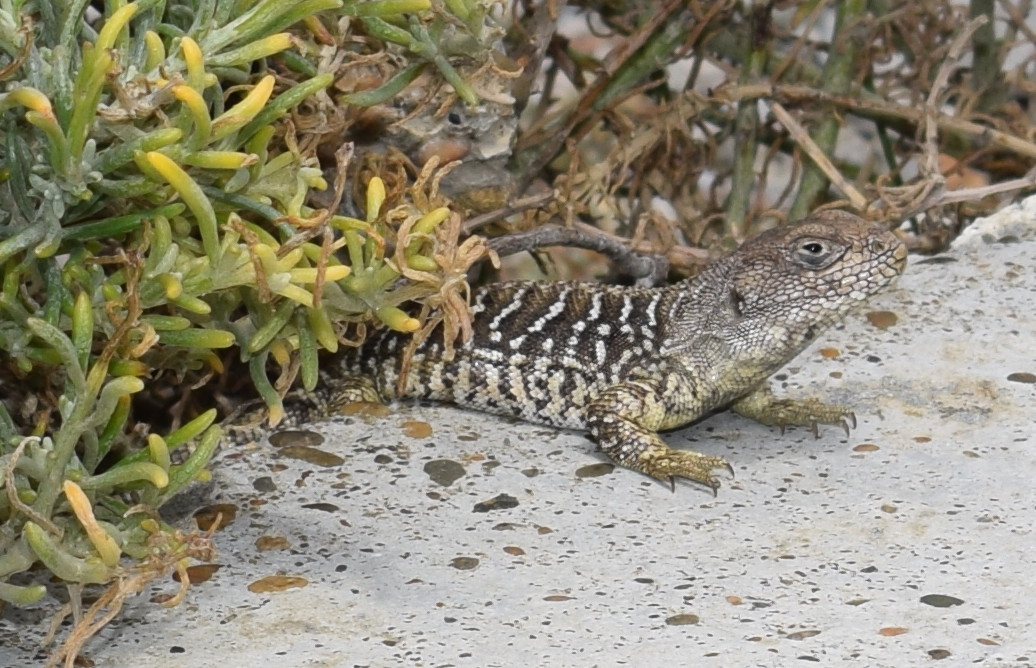 Foto Lagartija de King