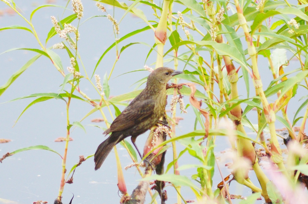 Foto Varillero Congo