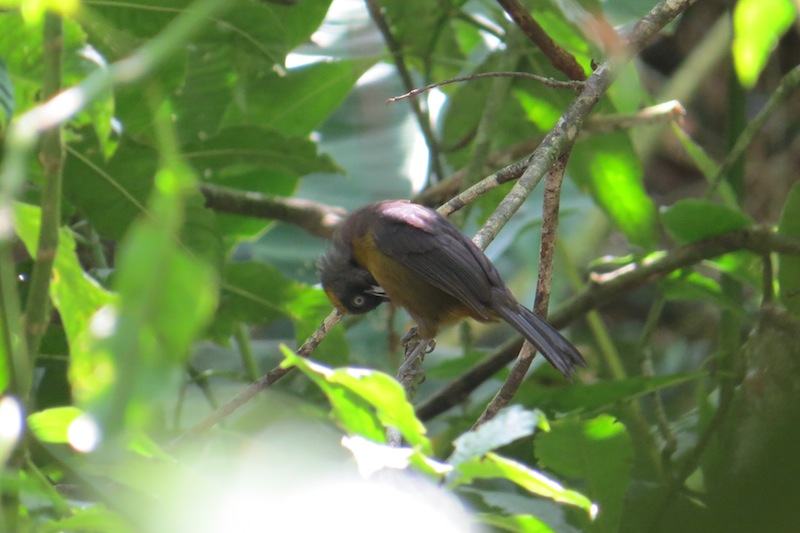 Foto Tangara Carinegruzca