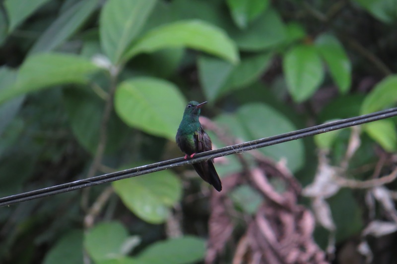 Foto Colibrí Patirrojo