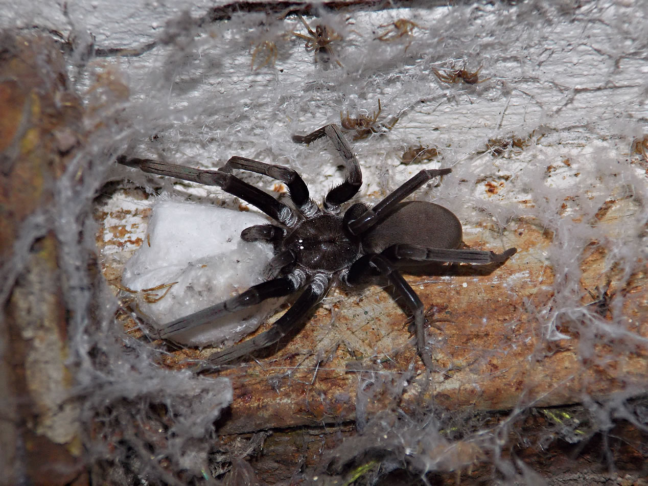 Foto Araña de los Timbres