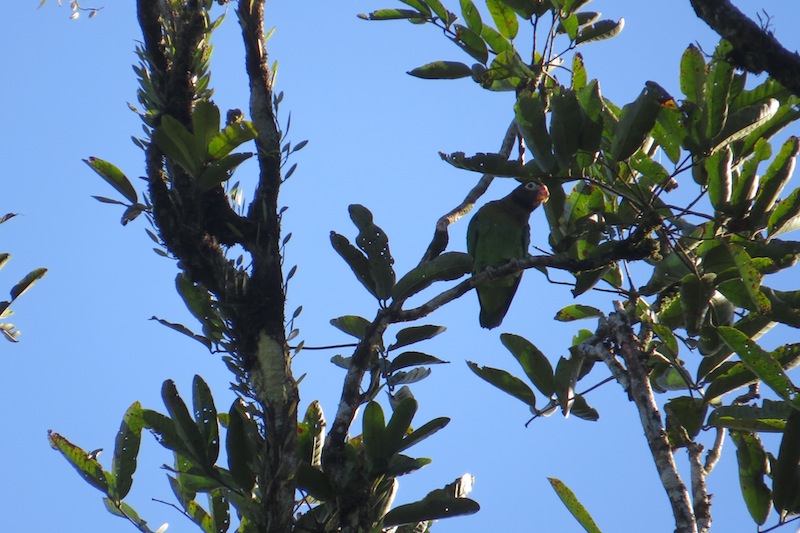 Foto Lorito Encapuchado