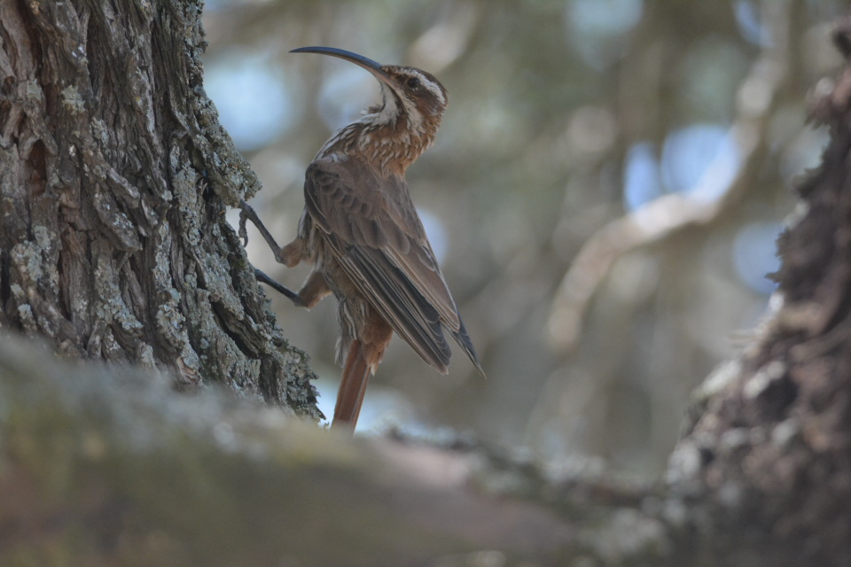 Photo Chinchero Grande