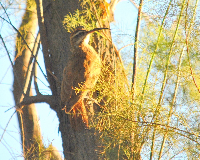Foto Chinchero Grande