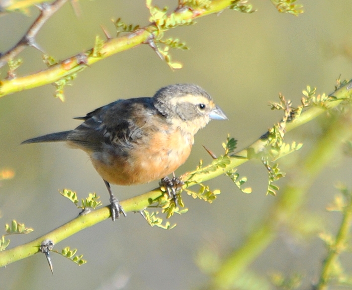 Foto Monterita Canela