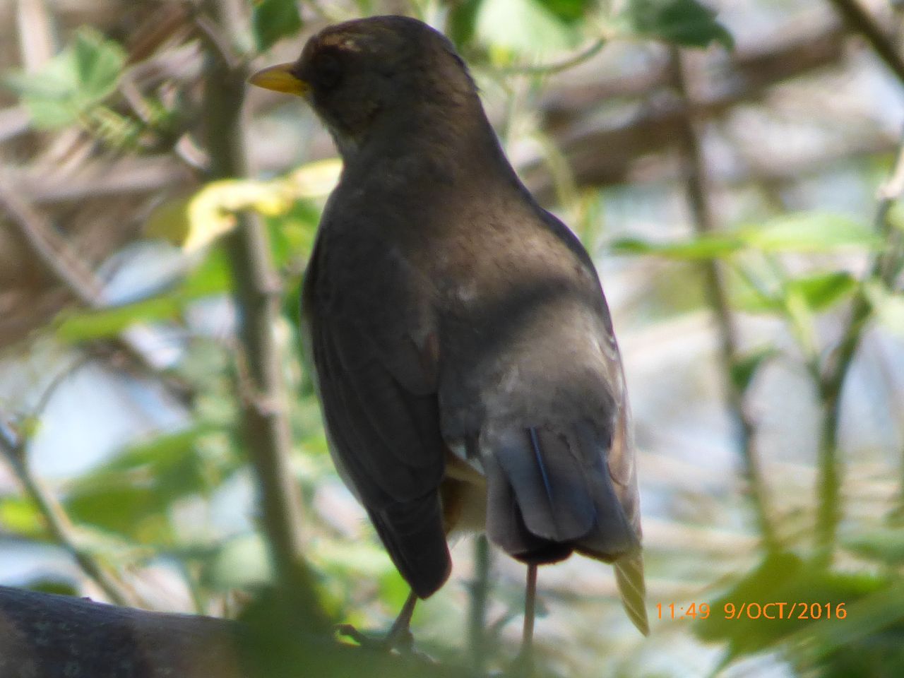 Foto Zorzal Chalchalero