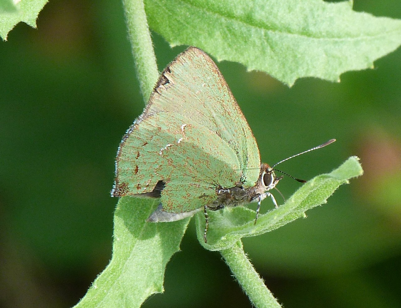 Foto Frotadora Esmeralda Común