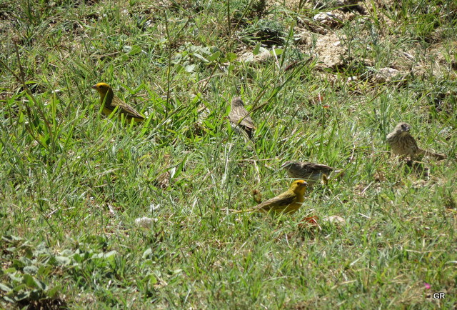 Foto Jilguero Dorado