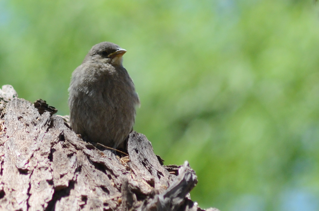 Foto Tordo Renegrido