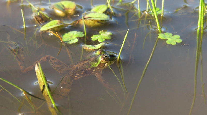 Foto Ranita Boyadora Chica