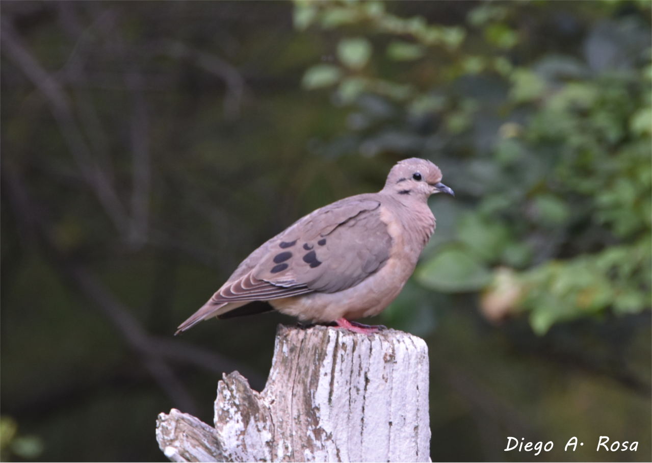 Photo Torcaza Común