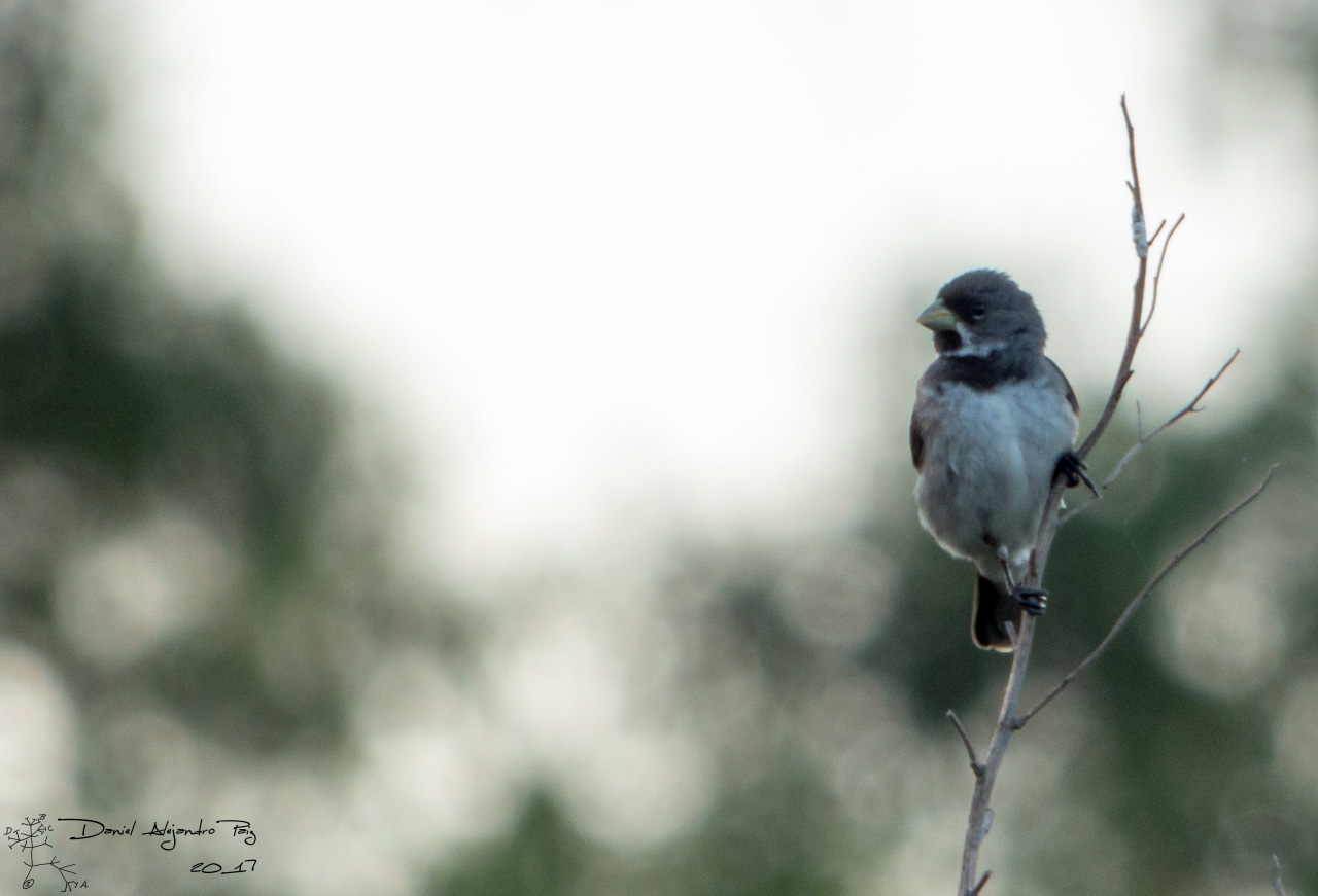 Foto Corbatita Común