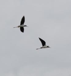 Foto Black-necked Stilt