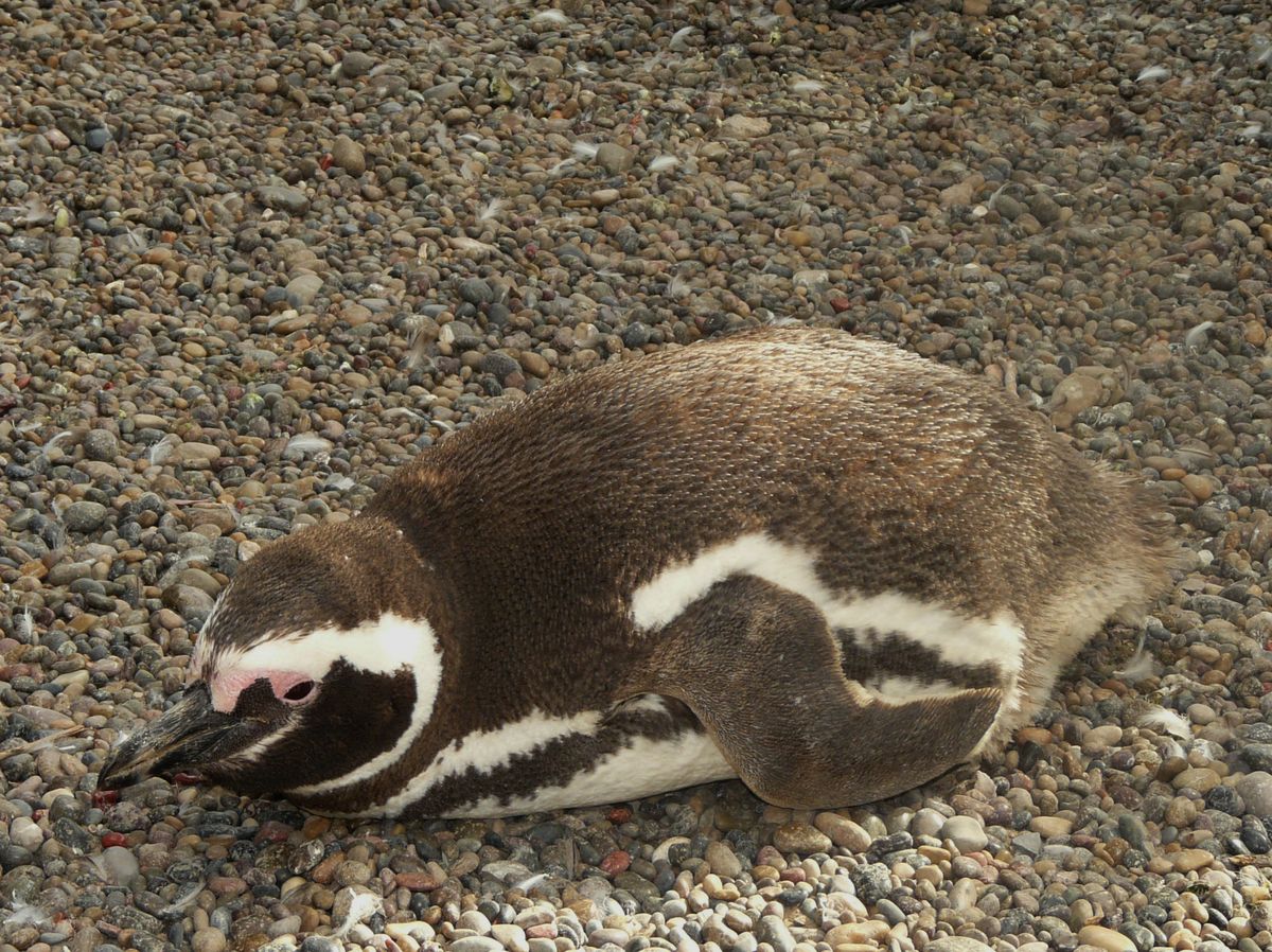 Foto Pingüino Patagónico