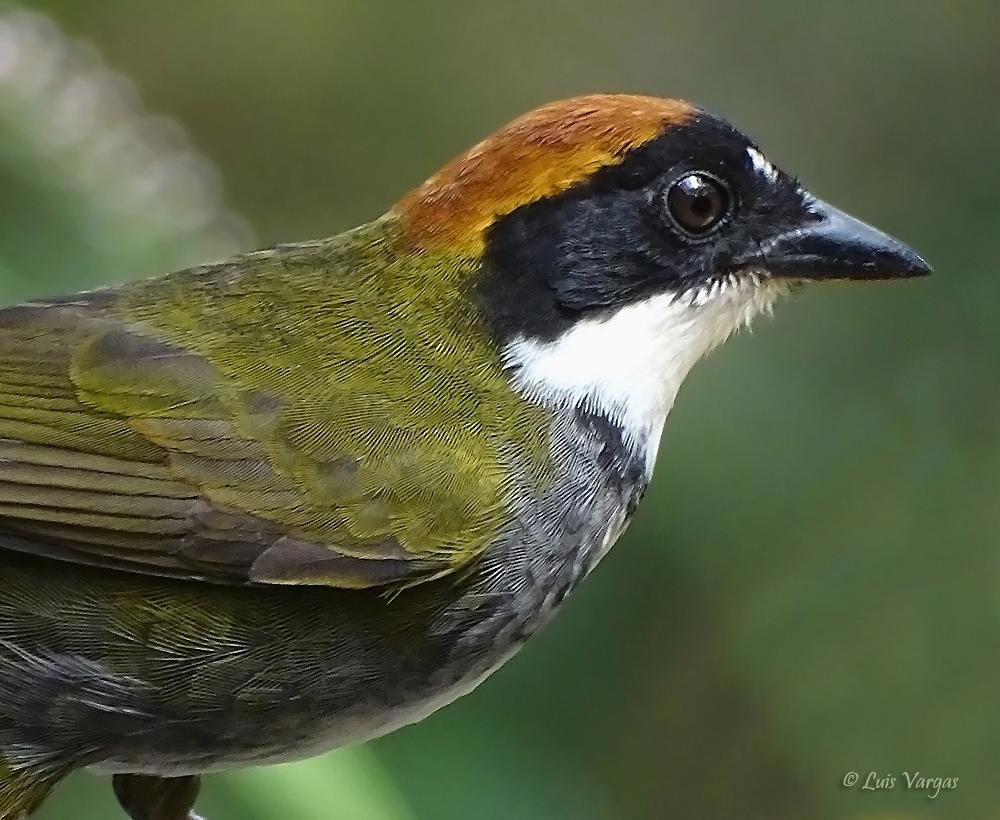 Photo Gorrión-montés Collarejo