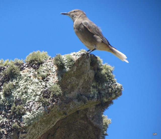 Photo Gaucho Serrano