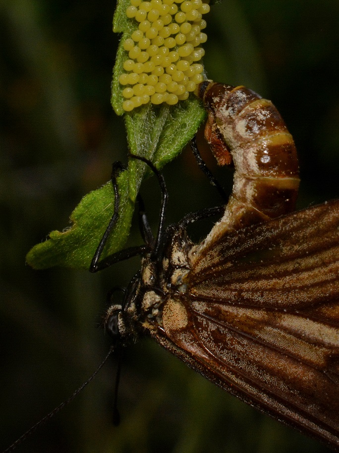 Photo Perezosa Común