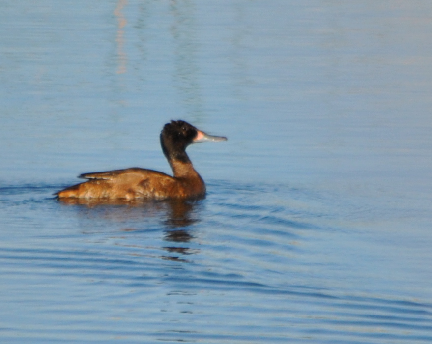 Photo Pato Cabeza Negra