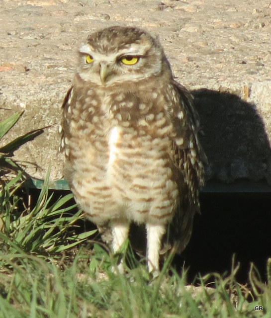 Foto Lechucita Vizcachera