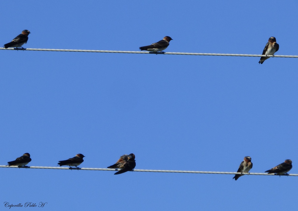 Foto Golondrina Rabadilla Canela