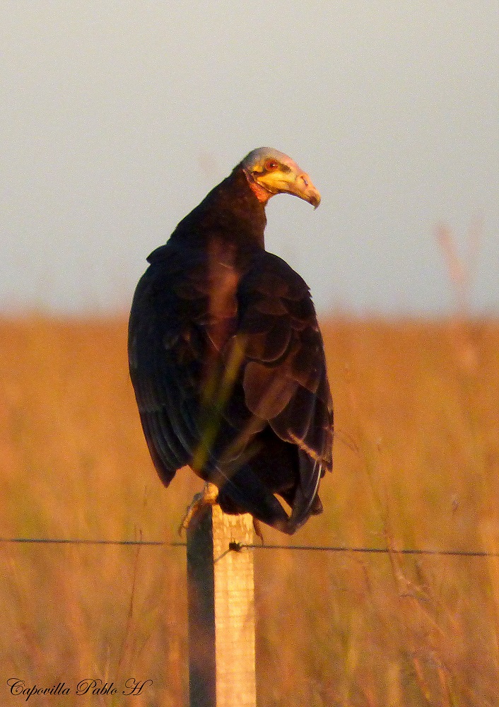 Foto Jote Cabeza Amarilla