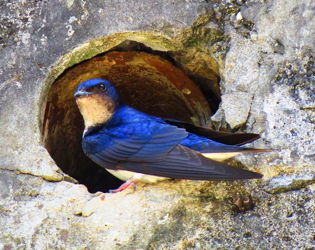 Foto Golondrina Doméstica