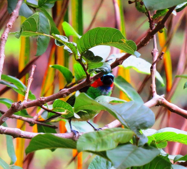 Foto Tangara Cuello Castaño