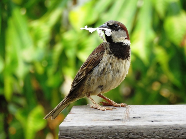 Foto Gorrión Común