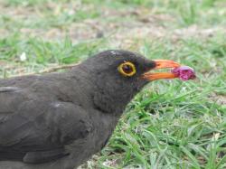 Foto Great Thrush