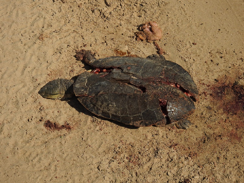 Photo Tortuga de Laguna