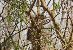 Foto Black-crowned Night Heron