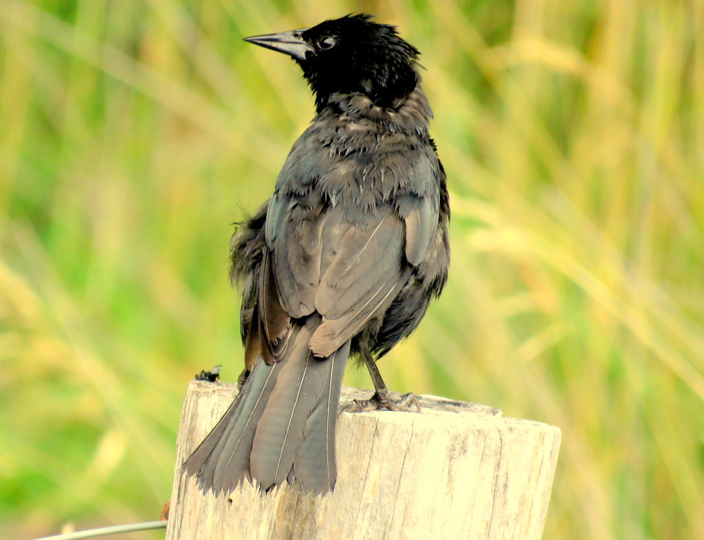 Foto Tordo Patagónico