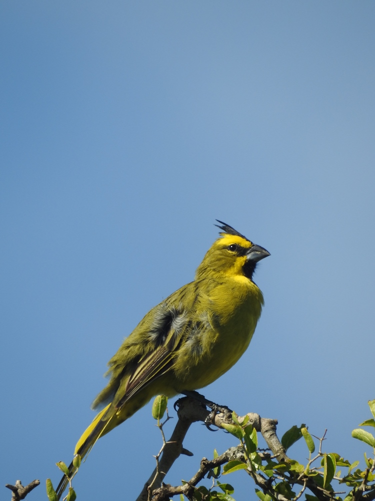 Foto Cardenal Amarillo