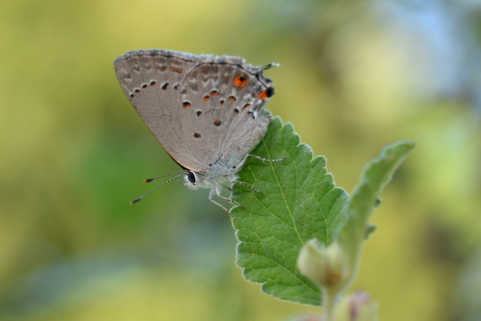 Foto Frotadora Común