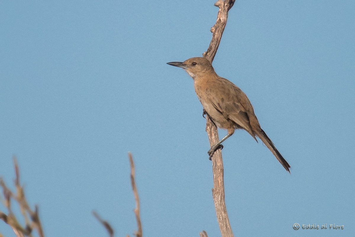 Photo Cacholote Pardo