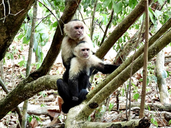 Foto Mono Cariblanco