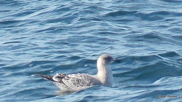 Foto Gaviota Cocinera