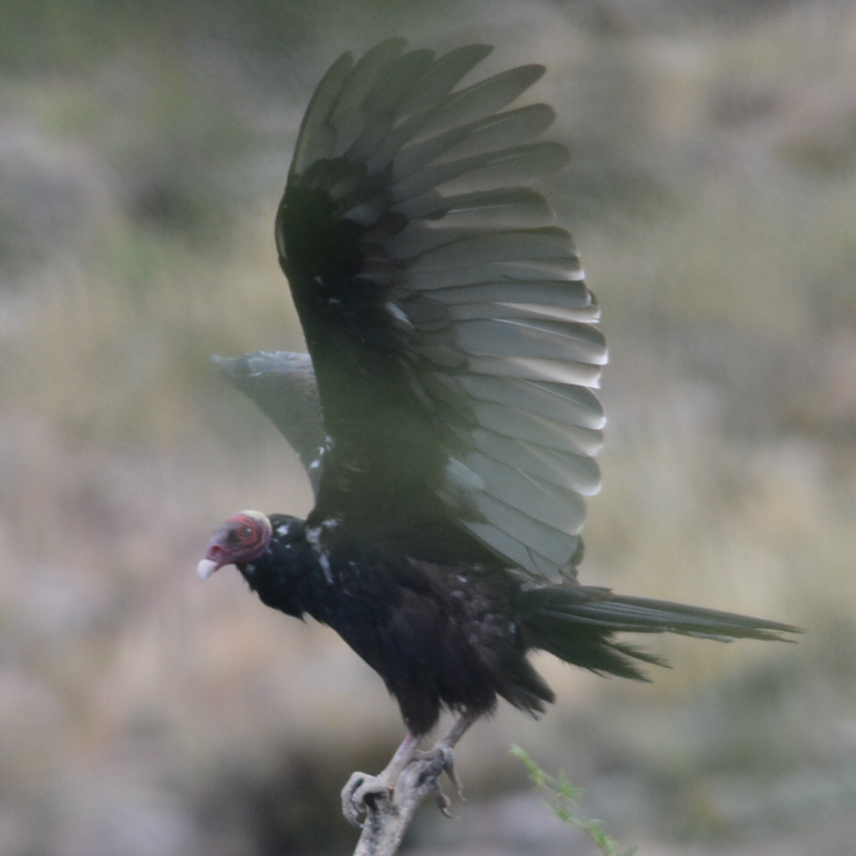 Photo Jote Cabeza Colorada