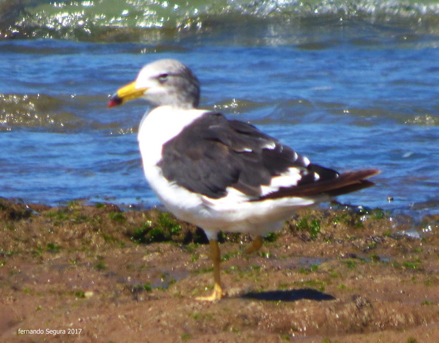 Foto Gaviota Cangrejera