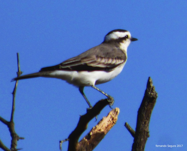 Foto Monjita Coronada