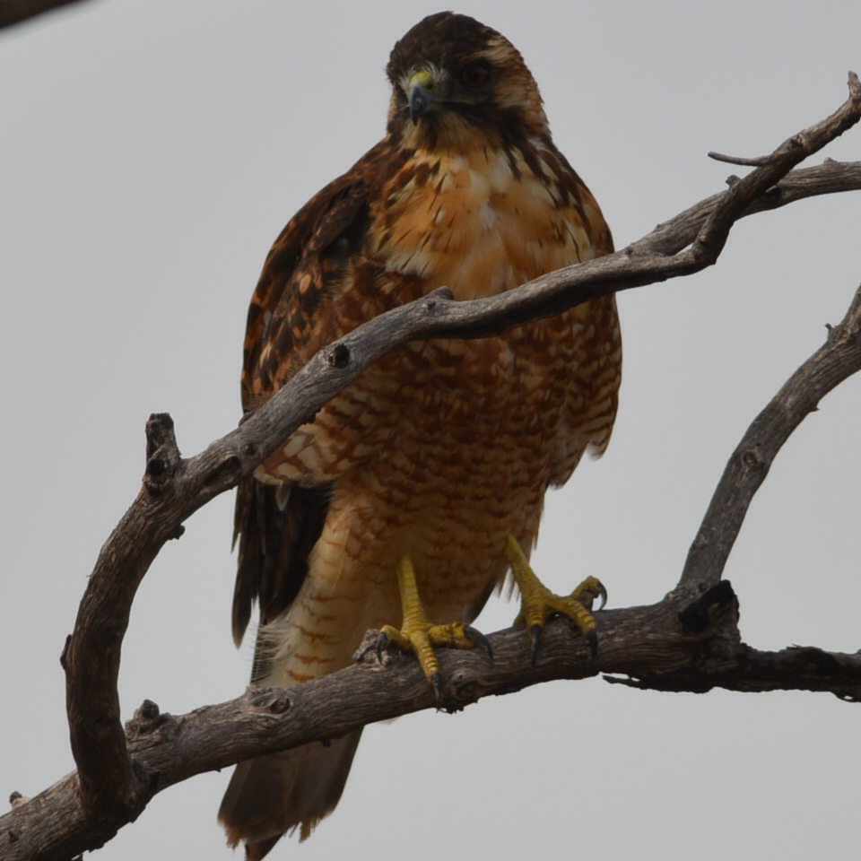 Foto Aguilucho Común
