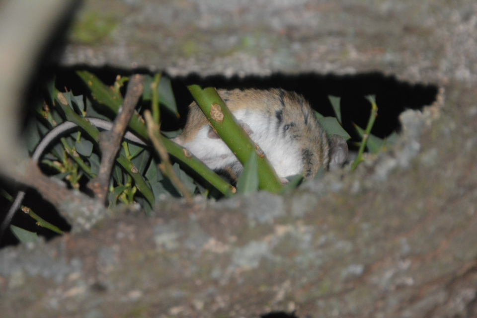 Foto Laucha Orejuda Común