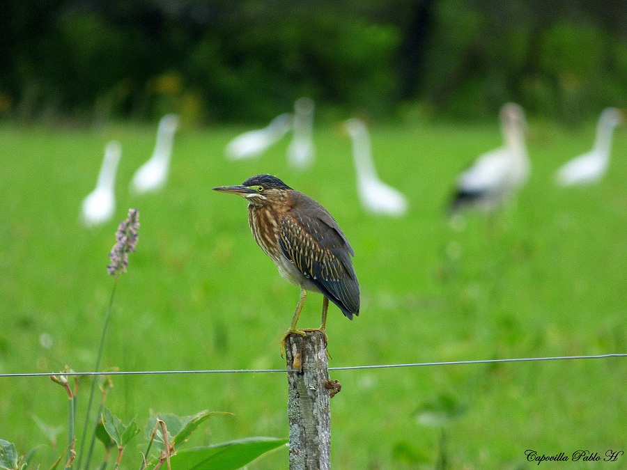 Foto Garcita Azulada