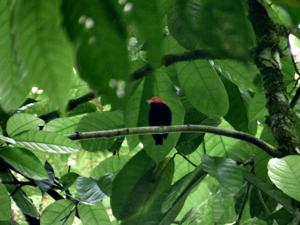 Foto Bailarín Cabecirroja