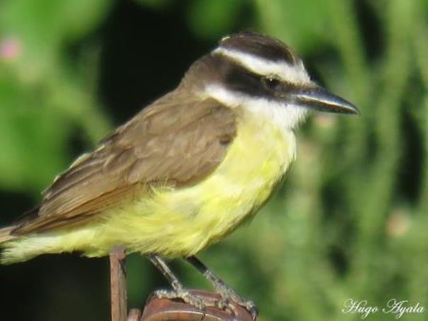 Foto Benteveo Común