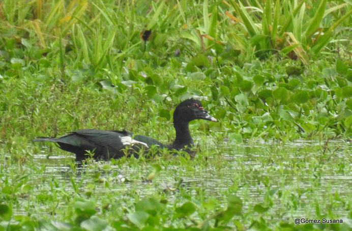Photo Pato Real
