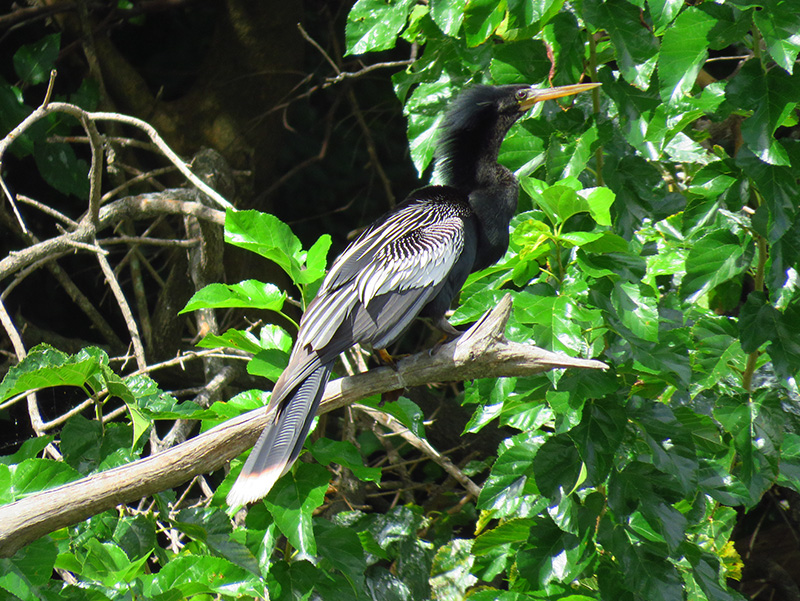 Foto Aninga