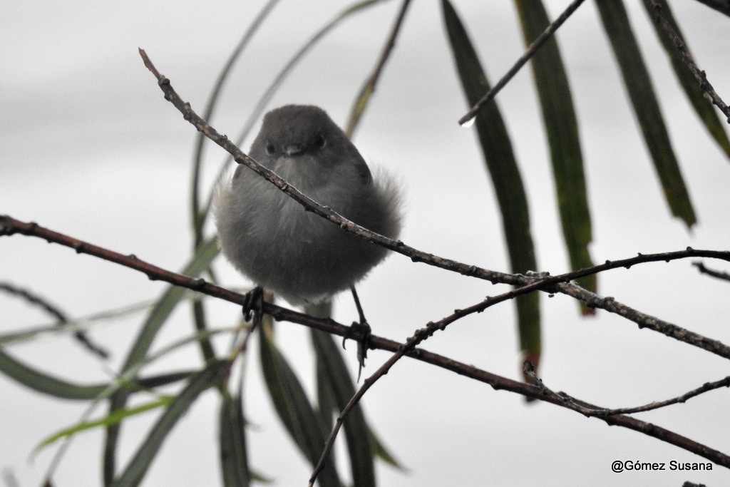 Foto Piojito Gris