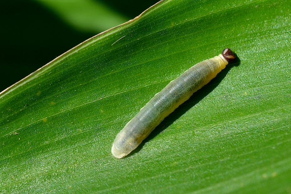 Foto Enrolladora Común